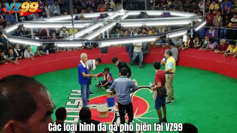 Các loại hình đá gà phổ biến tại VZ99